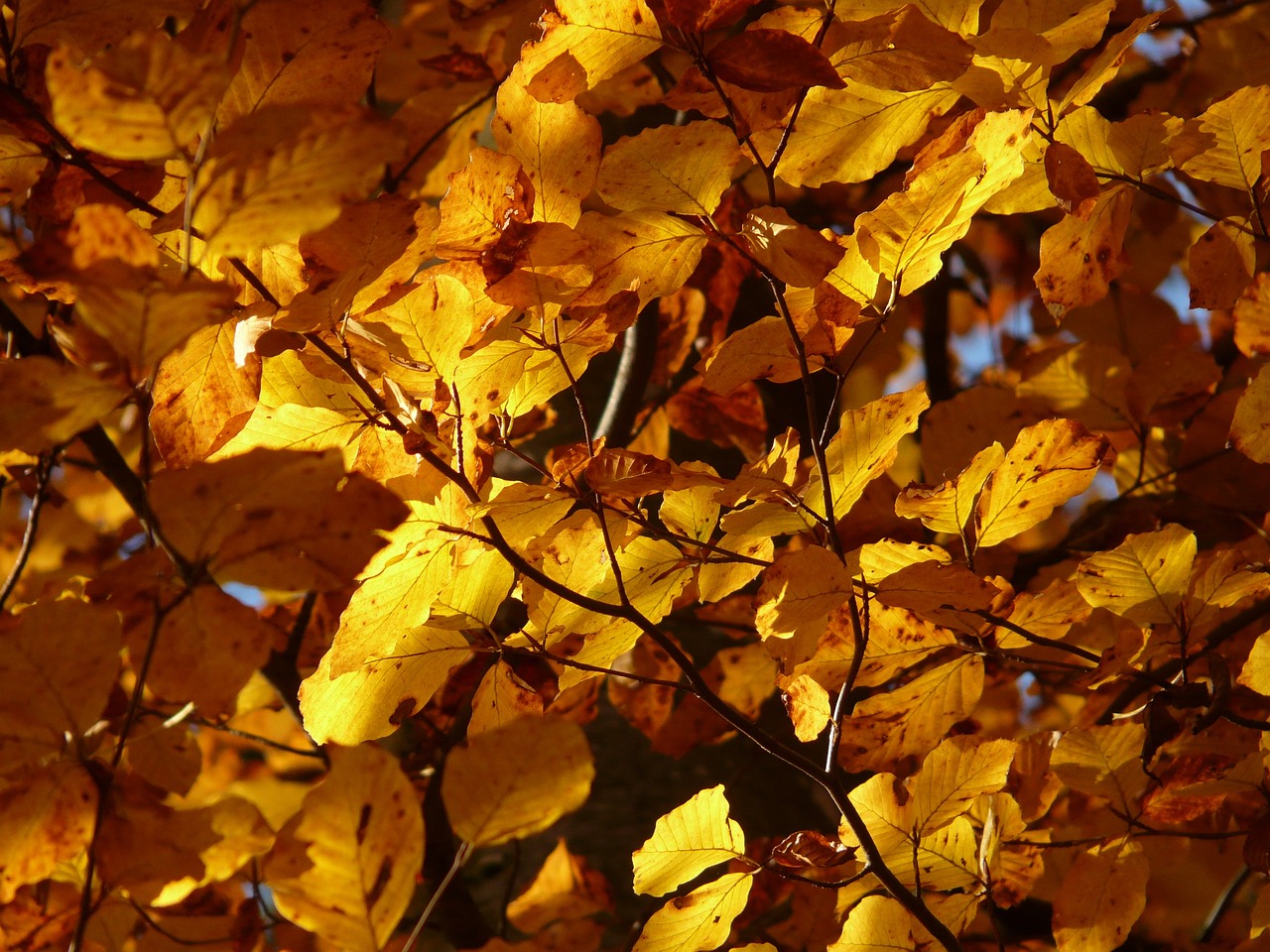 Rudens pramogos parkuose: patarimai šeimai ir draugams